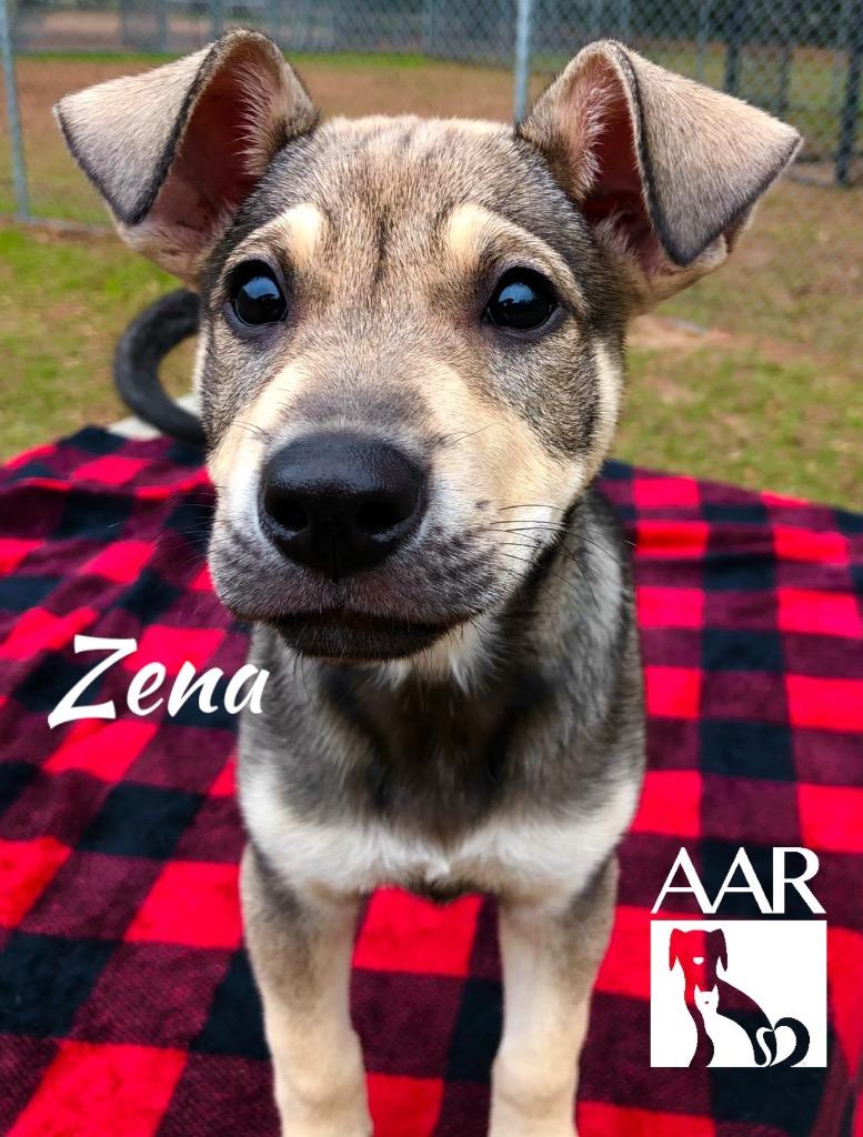 Enlarge Zena, a Adoptable mixed breed in Magnolia, TX image 6/6