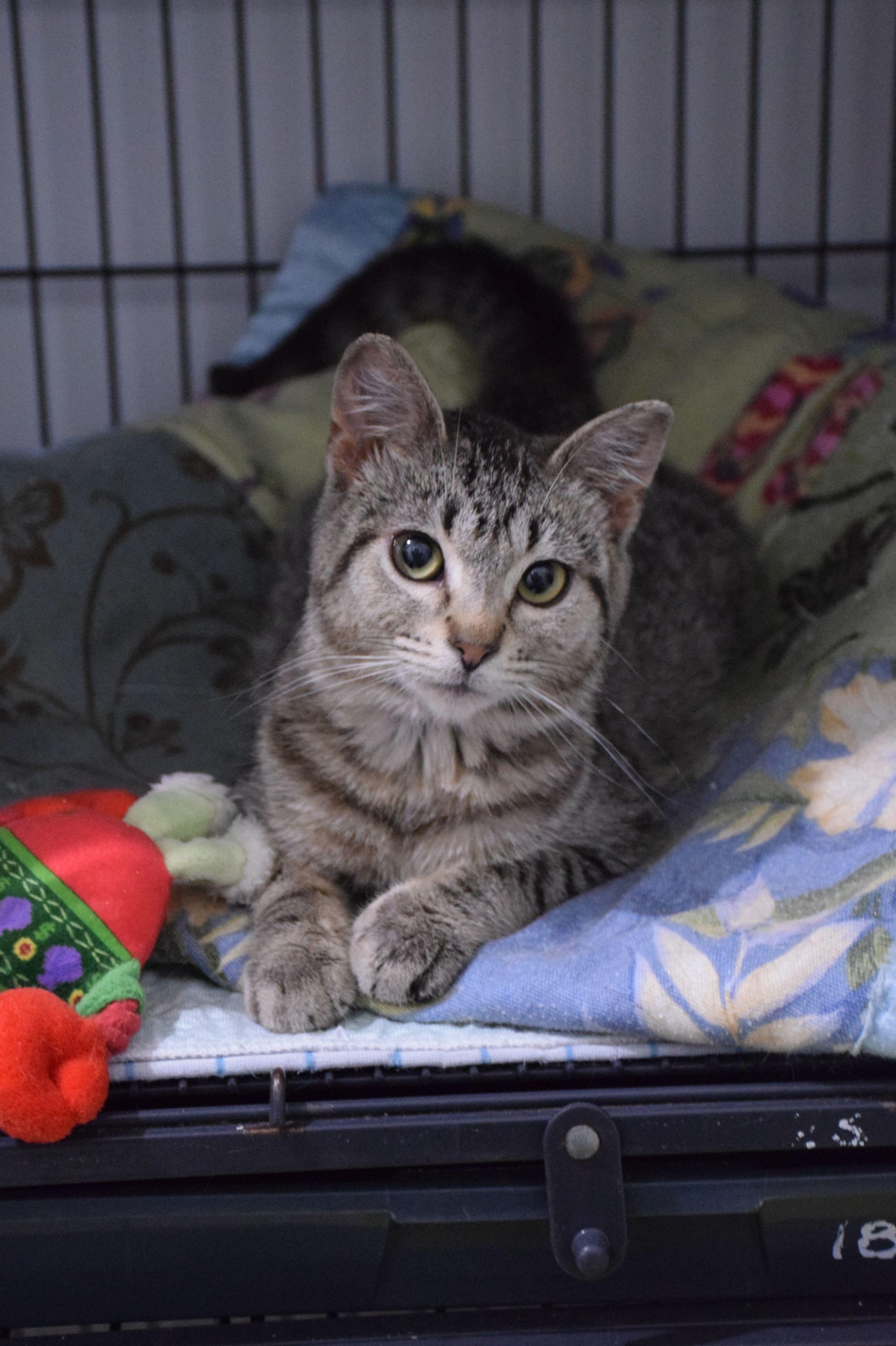 May, ADOPTABLE, Adult Female Tabby.