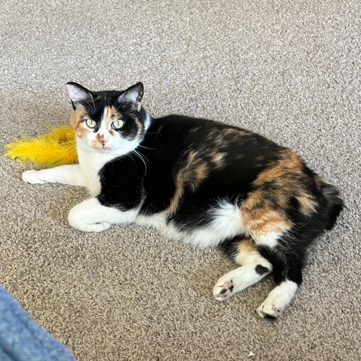 Enlarge Maggie, a Adoptable mixed breed in Arlington, TX image 1/1