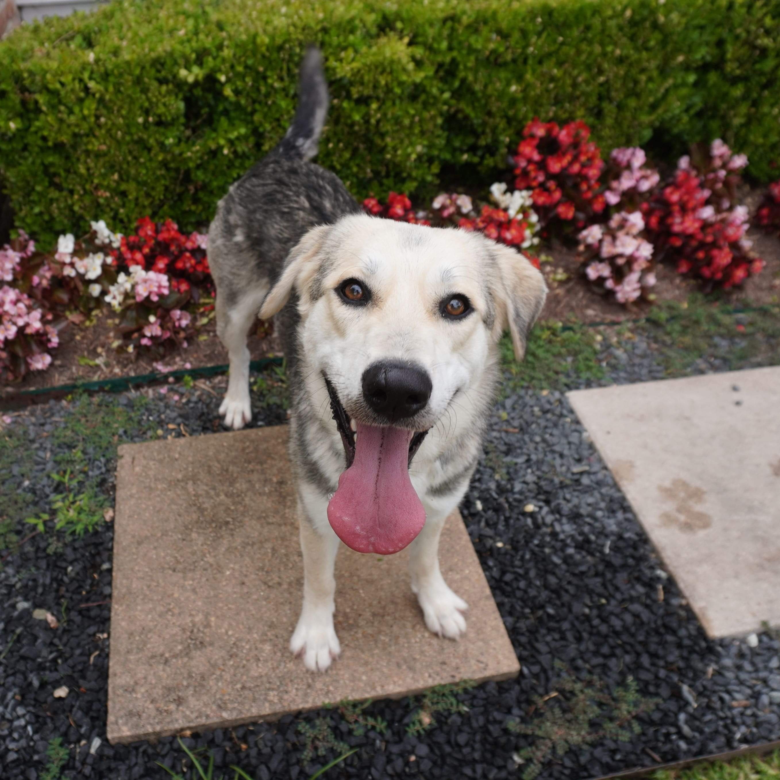 Christopher, a Adopted mixed breed in Hamilton, NY image 2/6
