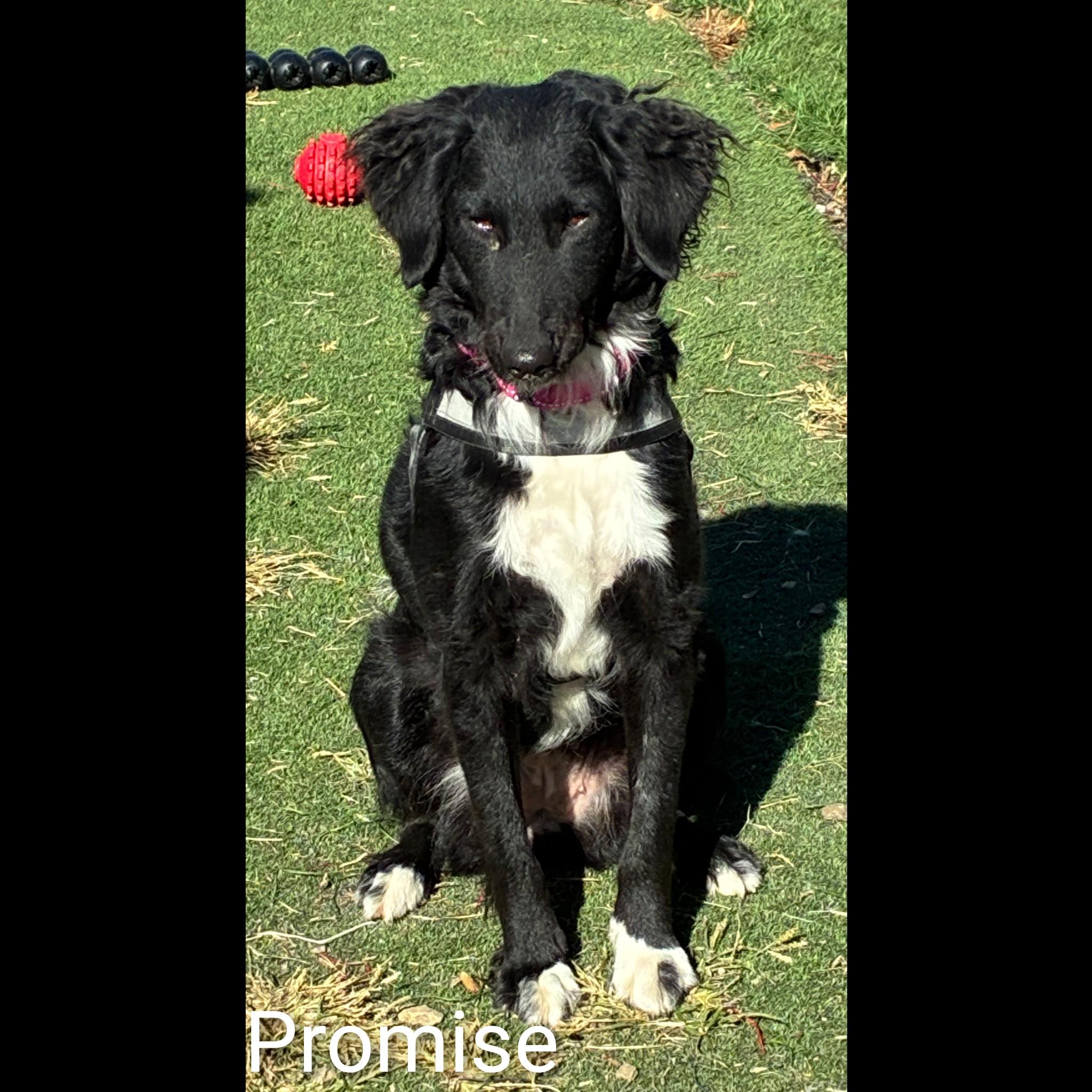 Promise