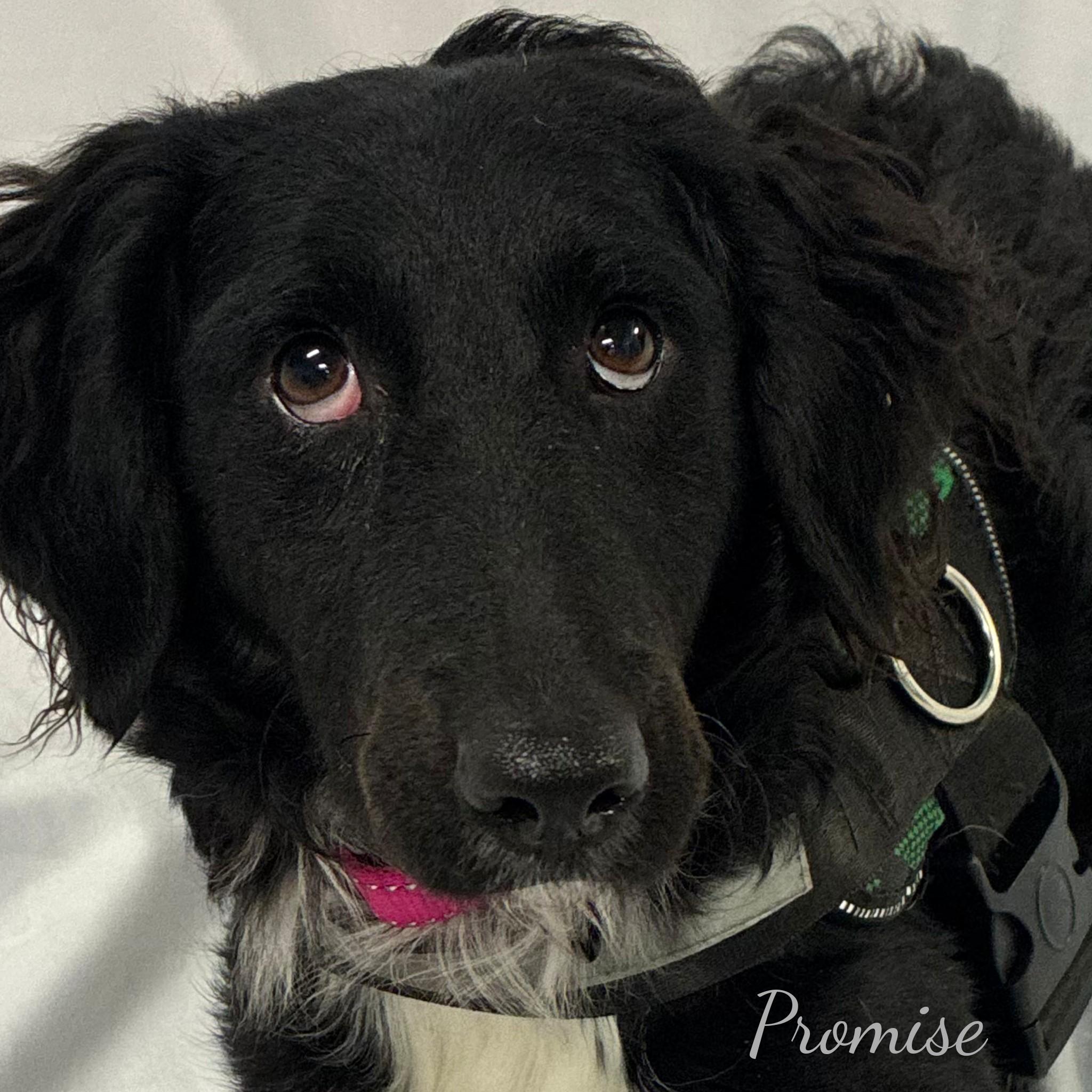 Promise, an adoptable mixed breed in Fredericksburg, VA image 2/6