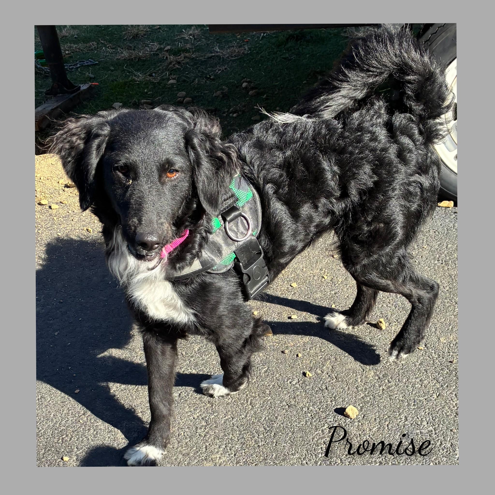 Promise, an adoptable mixed breed in Fredericksburg, VA image 3/6