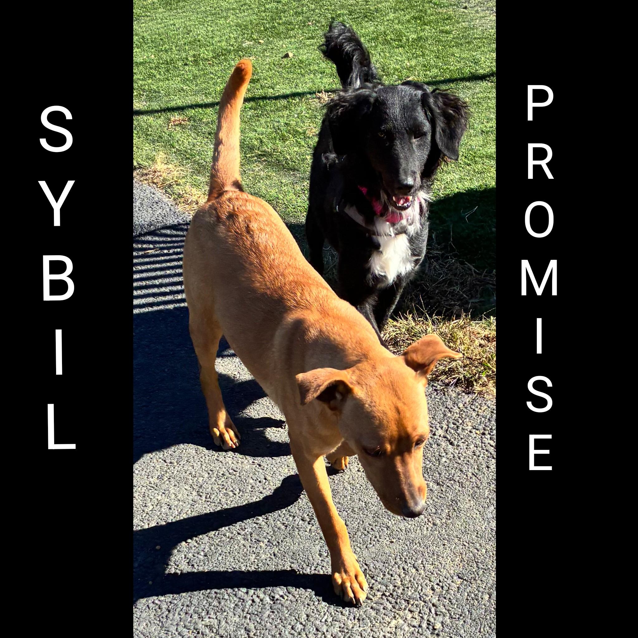 Promise, an adoptable mixed breed in Fredericksburg, VA image 4/6