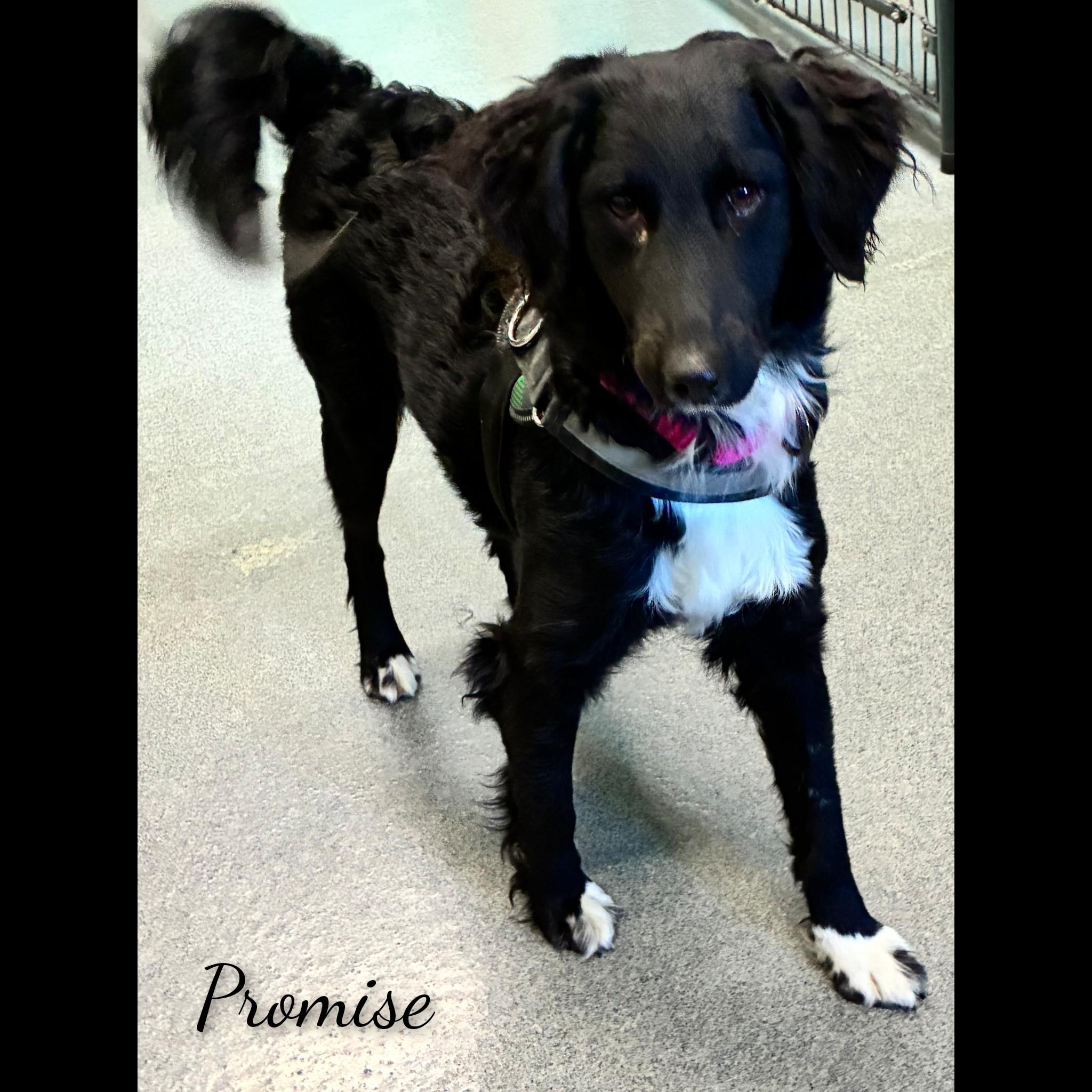 Promise, an adoptable mixed breed in Fredericksburg, VA image 5/6