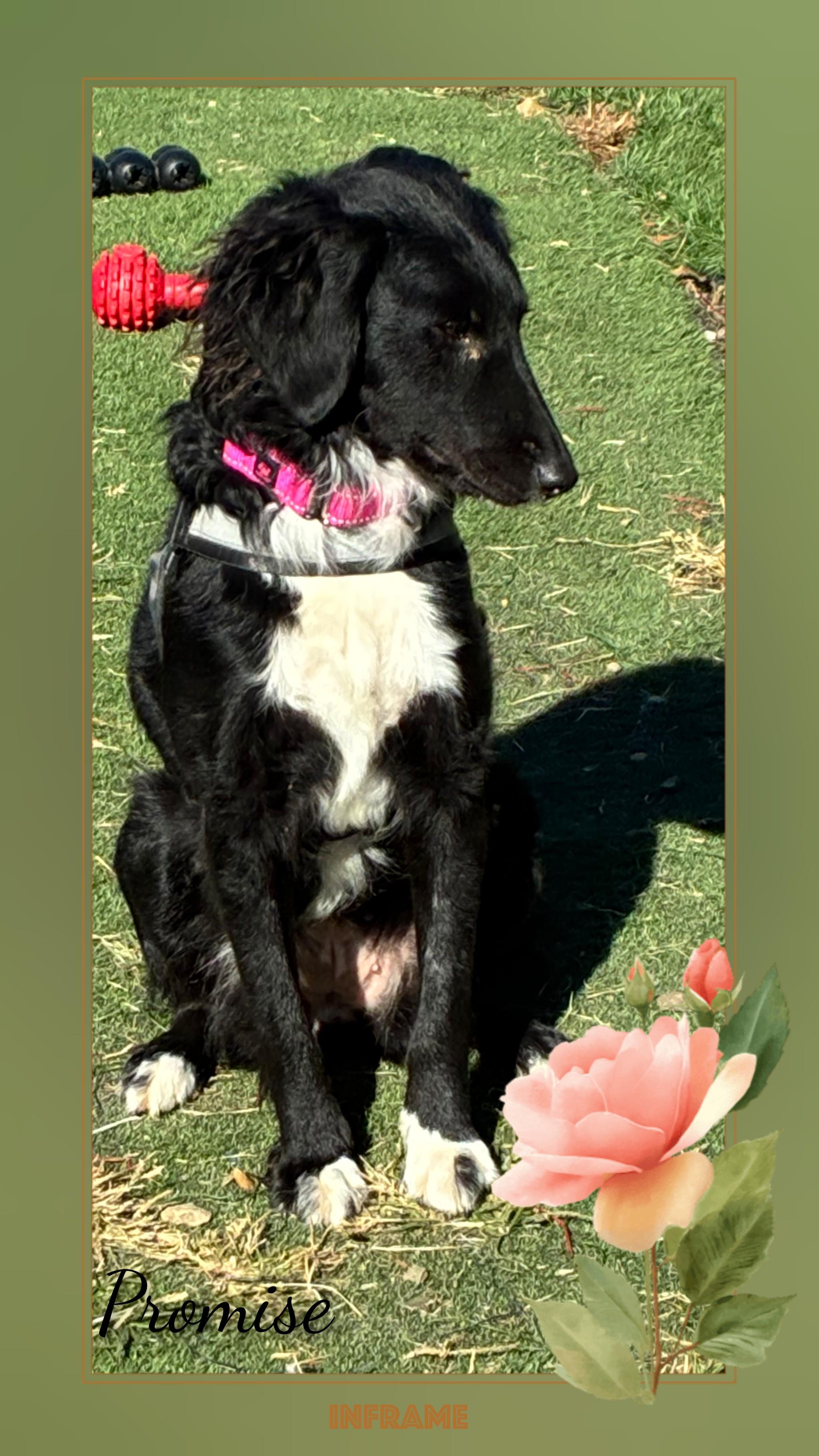 Promise, an adoptable mixed breed in Fredericksburg, VA image 6/6