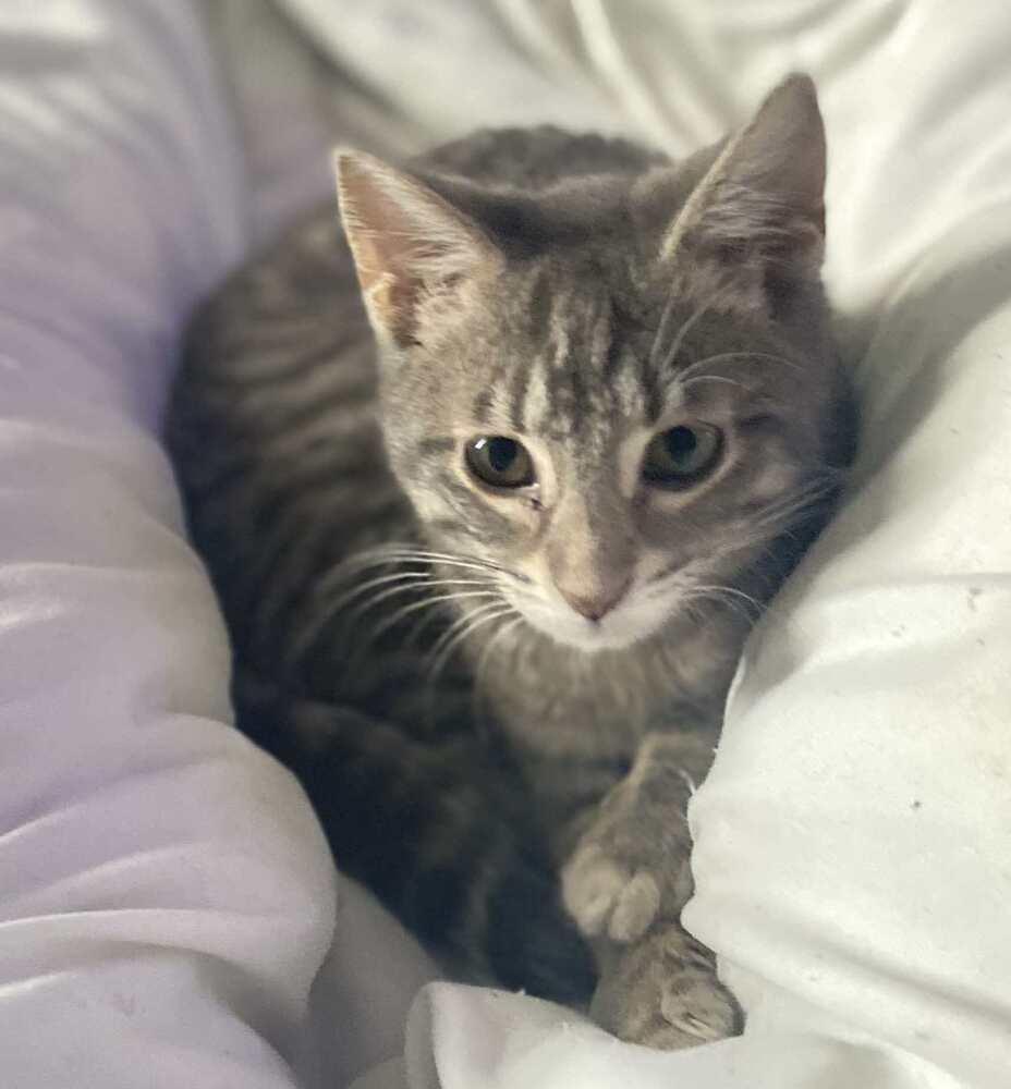 Coco (aka Sookie), Adoptable, Kitten Female Domestic Short Hair.