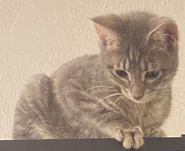 Coco (aka Sookie), a Adoptable Domestic Short Hair in Chicago, IL image 2/6