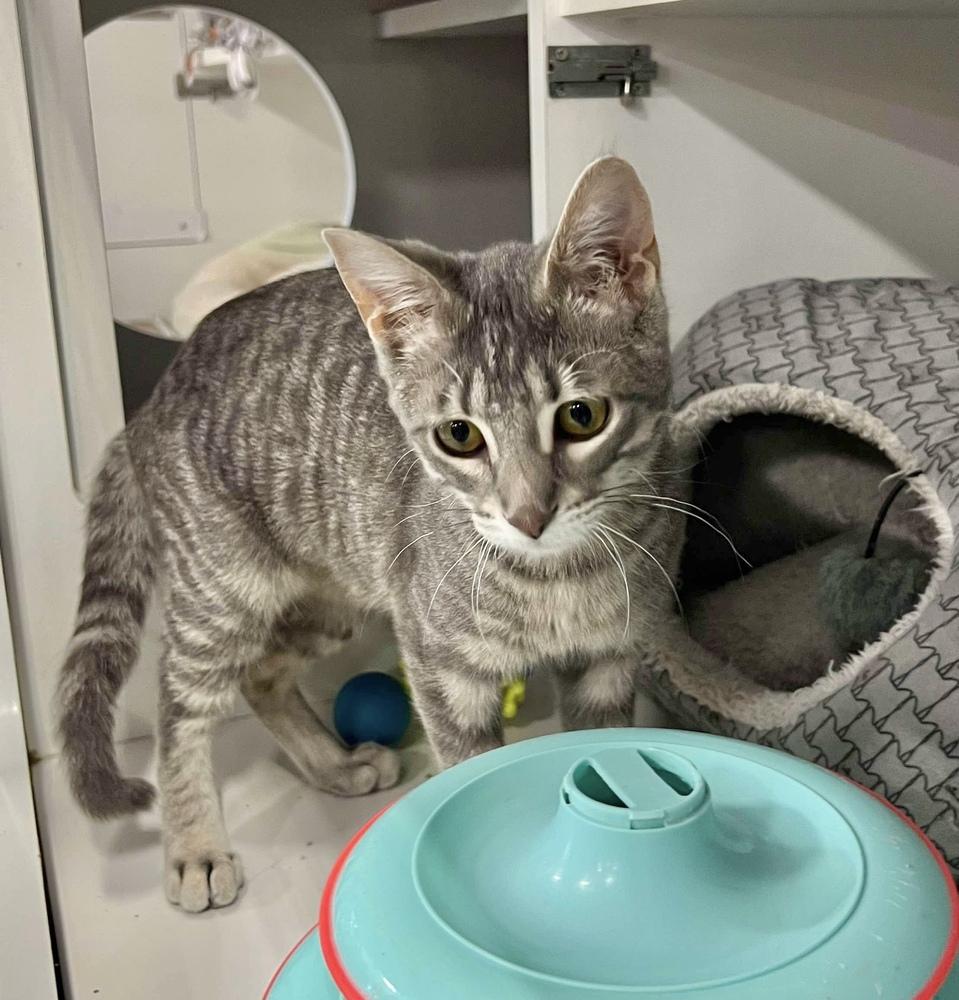 Coco (aka Sookie), a Adoptable Domestic Short Hair in Chicago, IL image 3/6