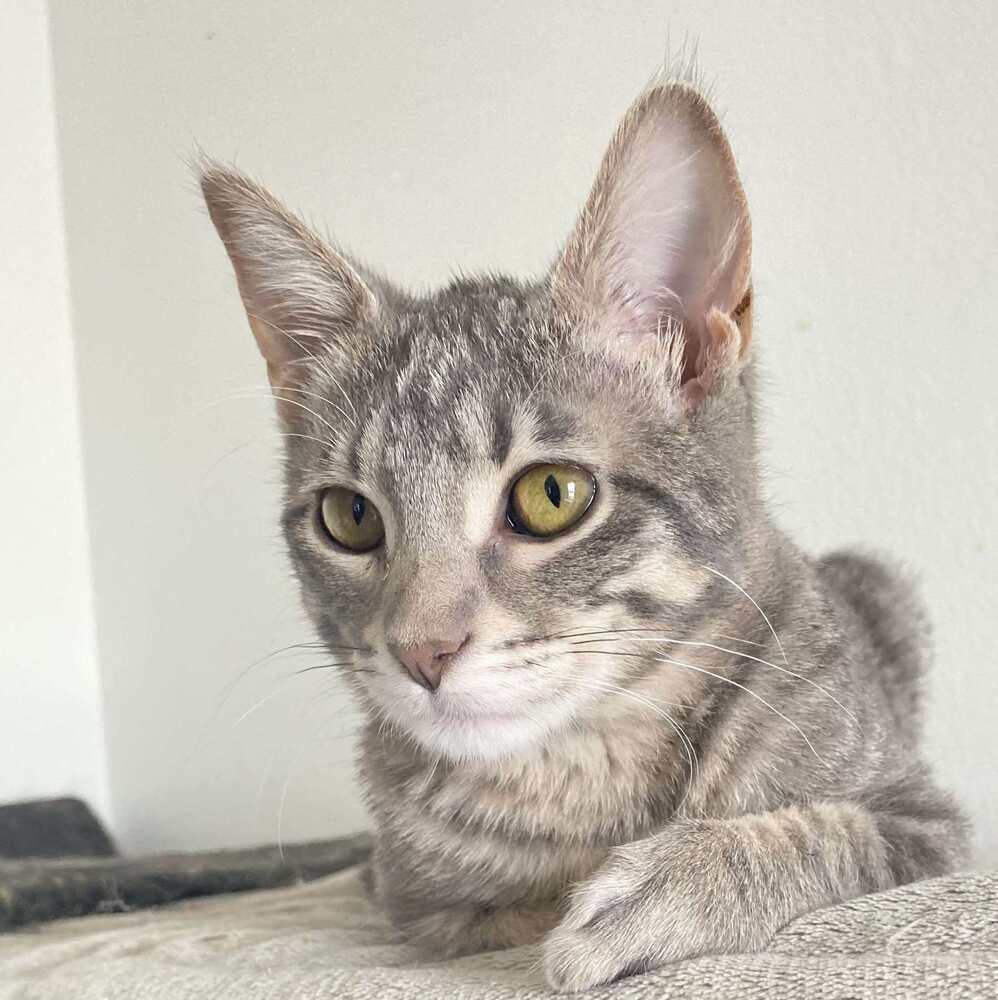 Coco (aka Sookie), a Adoptable Domestic Short Hair in Chicago, IL image 4/6