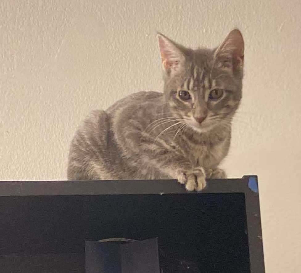 Coco (aka Sookie), a Adoptable Domestic Short Hair in Chicago, IL image 5/6