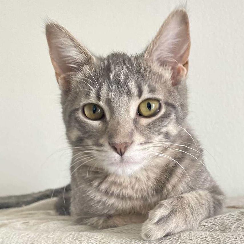 Coco (aka Sookie), Adoptable, Kitten Female Domestic Short Hair.