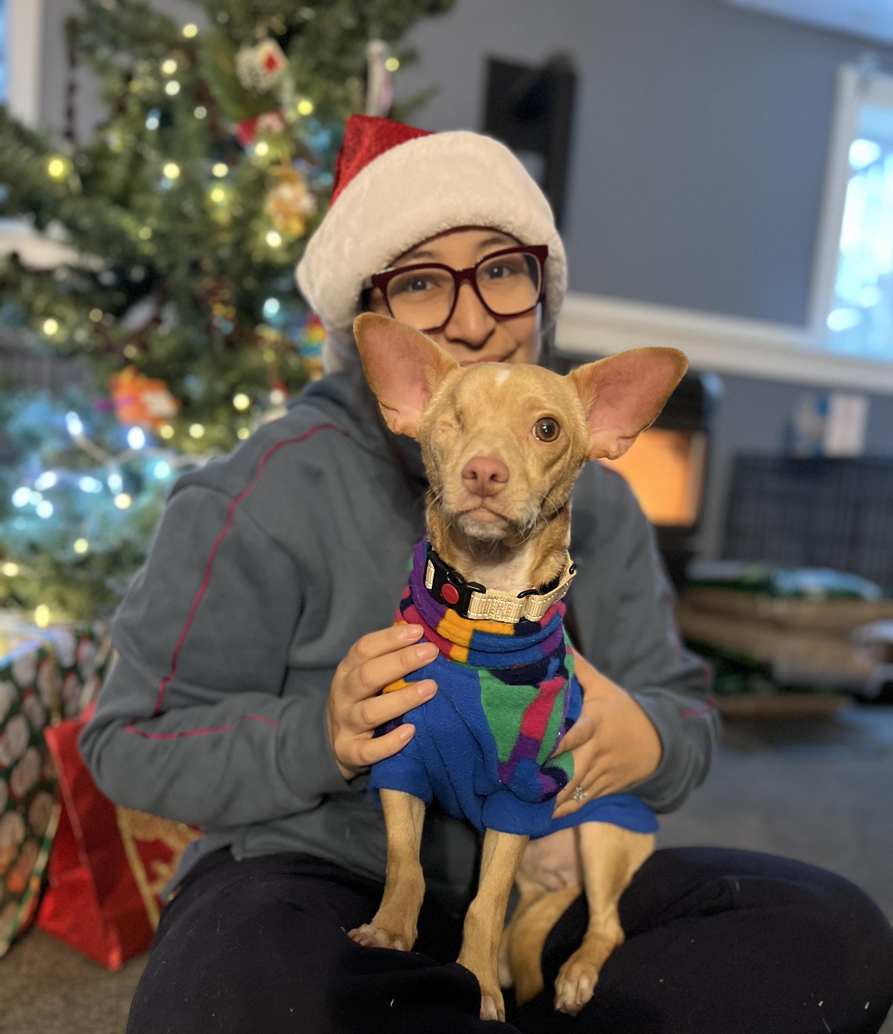 Willy, adopted, Young Male Chihuahua.