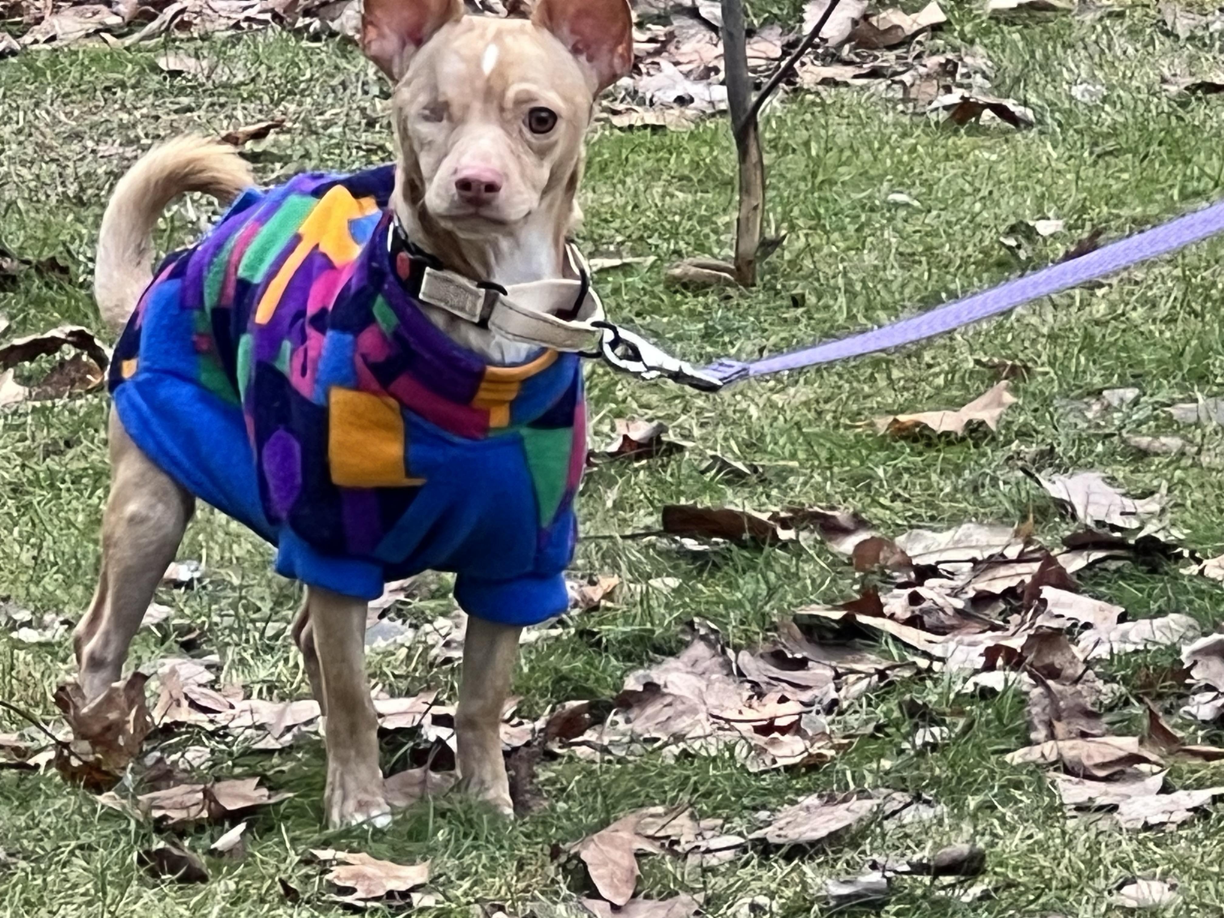 Willy, an adopted mixed breed in Bowdoin, ME image 3/6