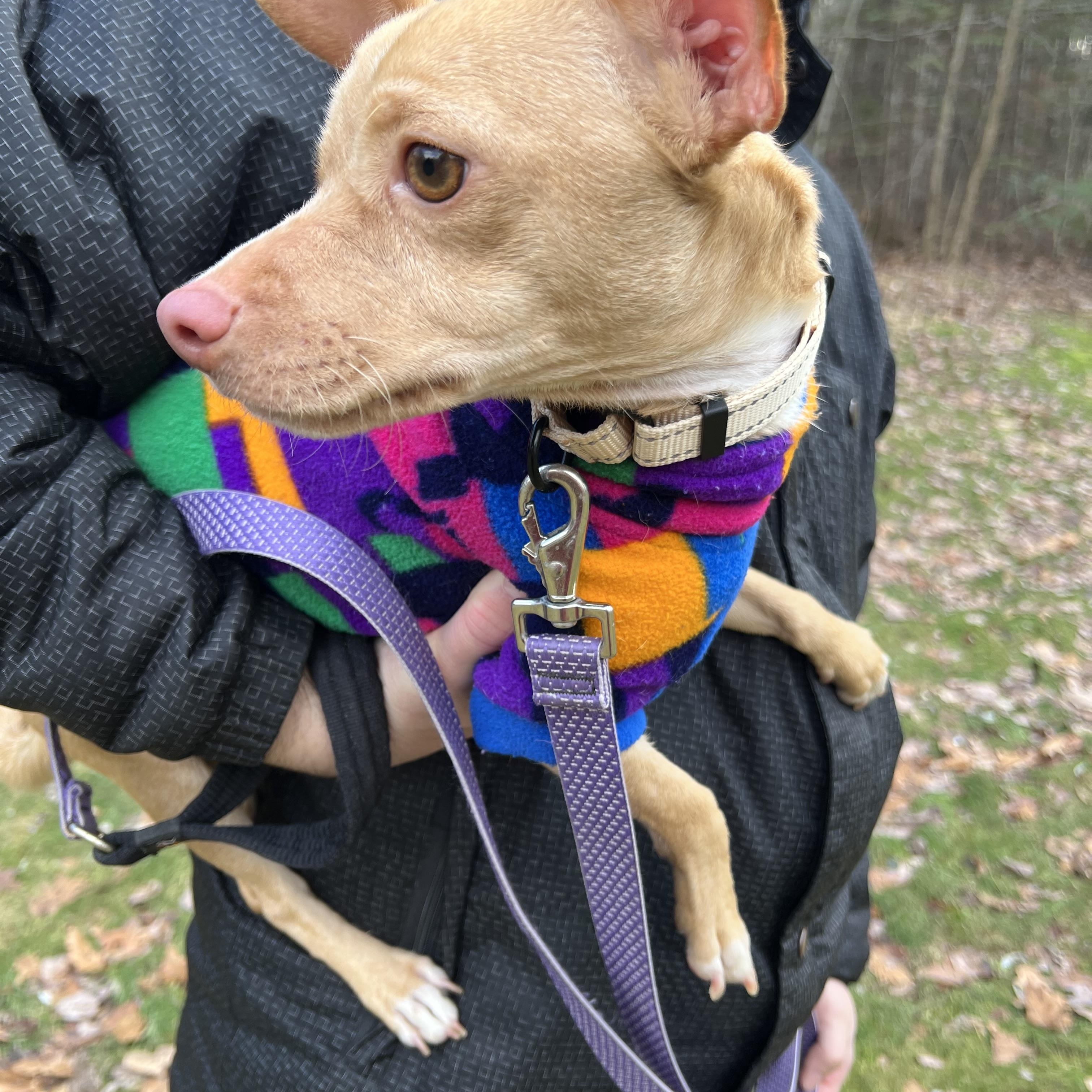 Willy, an adopted mixed breed in Bowdoin, ME image 4/6