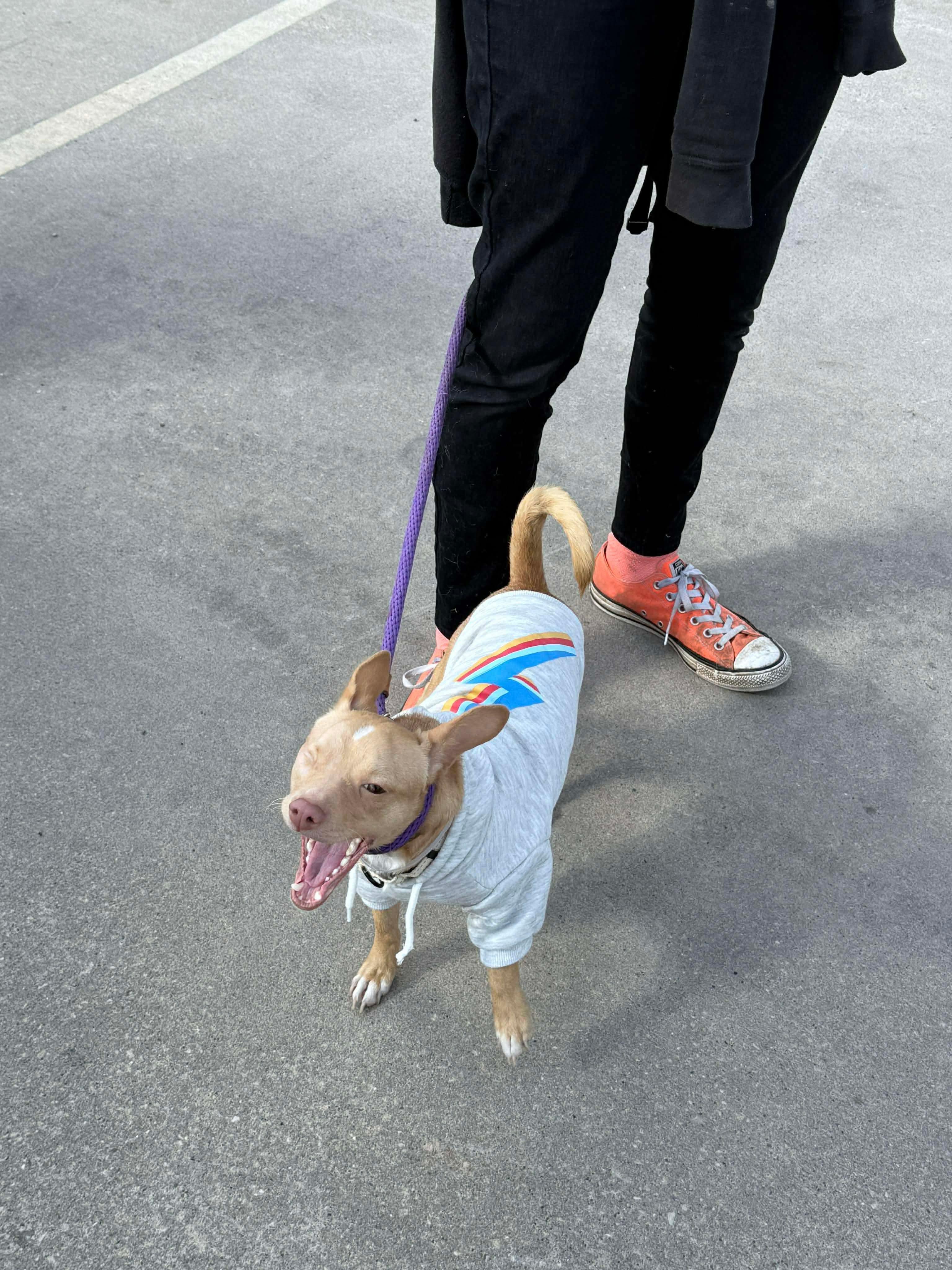 Willy, an adopted mixed breed in Bowdoin, ME image 5/6