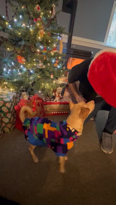 Enlarge Willy, an adopted mixed breed in Bowdoin, ME video 2/6