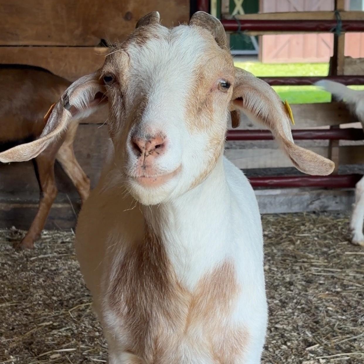 Enlarge Marigold, a ADOPTABLE mixed breed in Cooperstown, NY image 3/4