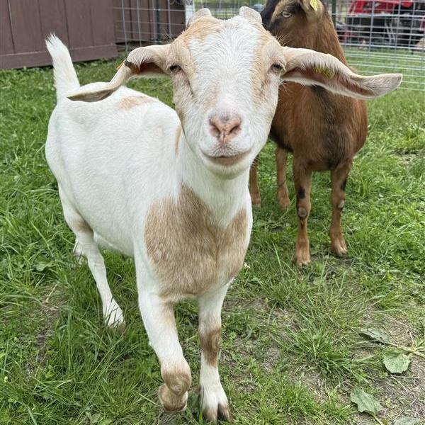 Enlarge Marigold, a ADOPTABLE mixed breed in Cooperstown, NY image 2/4