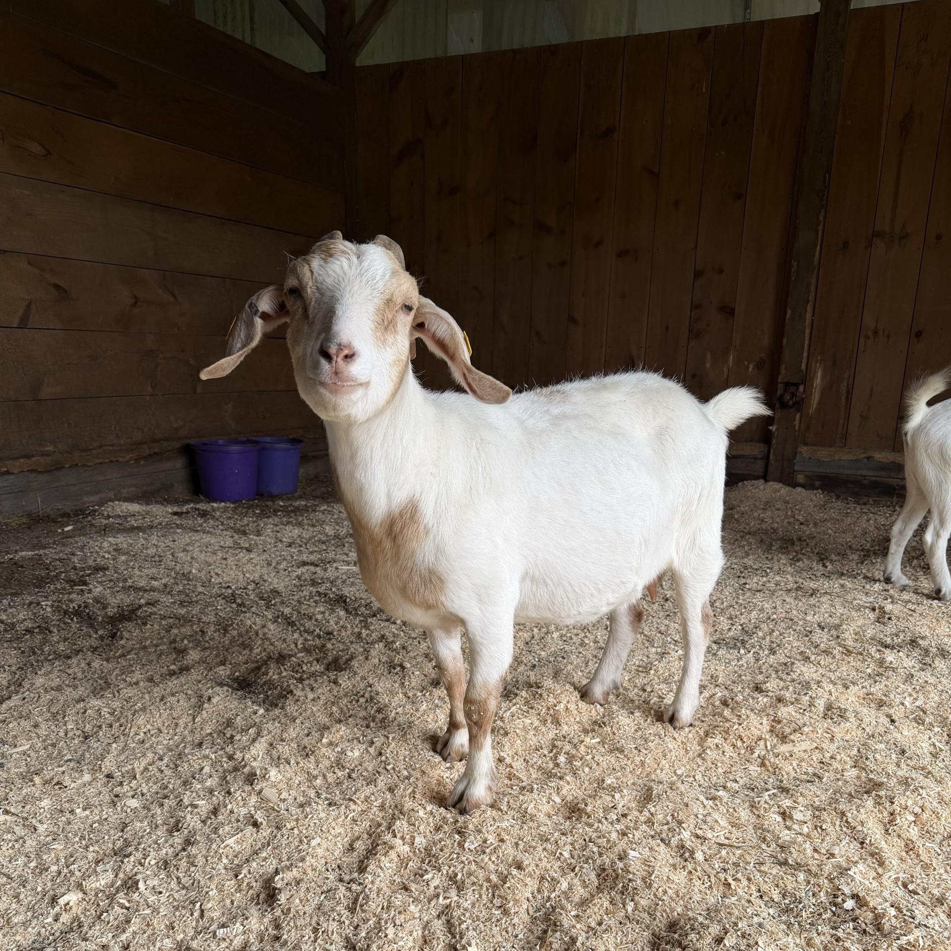 Enlarge Marigold, a ADOPTABLE mixed breed in Cooperstown, NY image 1/4