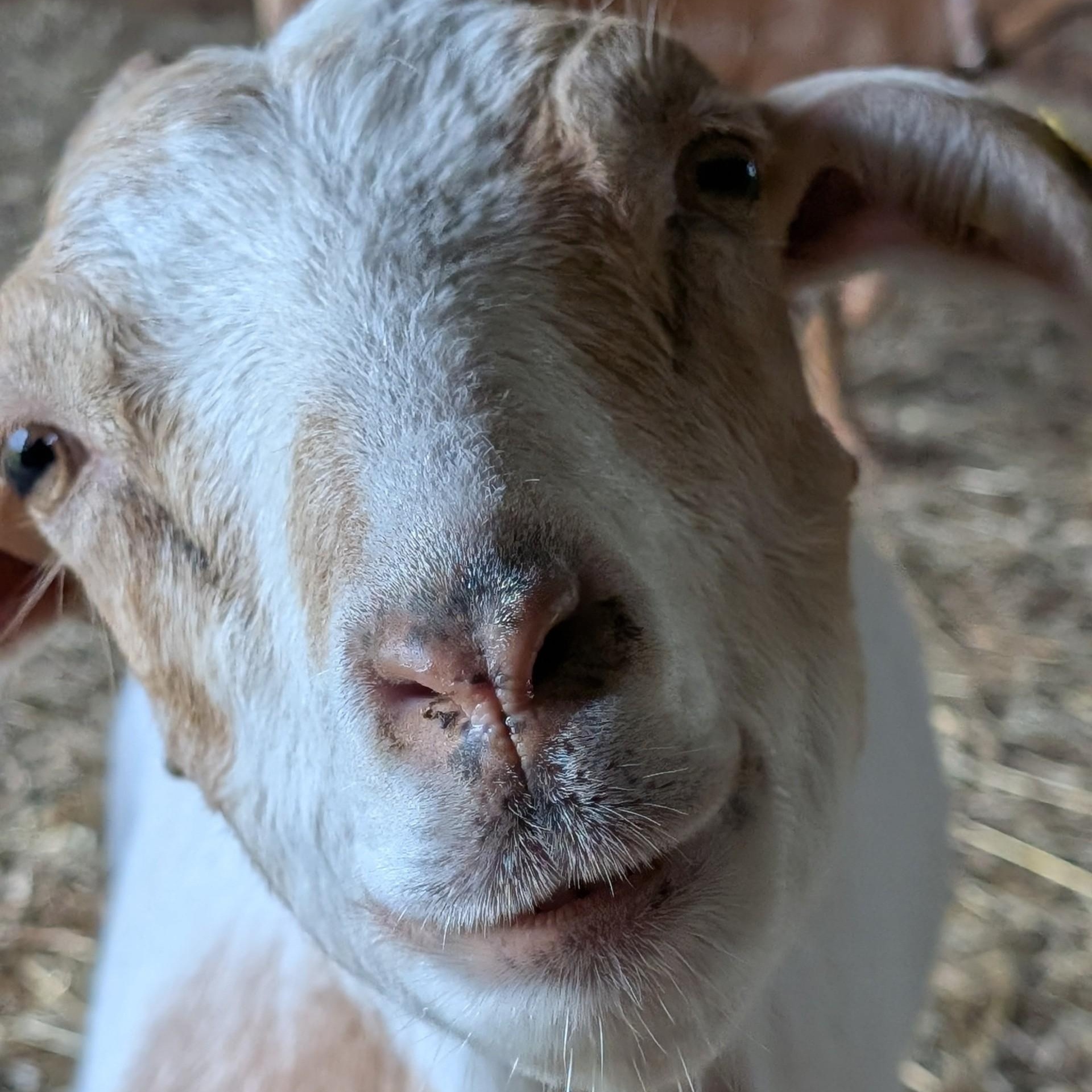 Enlarge Marigold, a ADOPTABLE mixed breed in Cooperstown, NY image 4/4