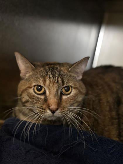 Anastasia, Adoptable, Kitten Female Domestic Short Hair & Domestic Short Hair.