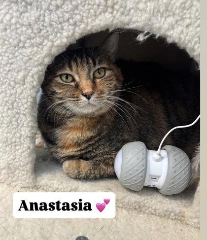 Anastasia, Adoptable, Kitten Female Domestic Short Hair & Domestic Short Hair.