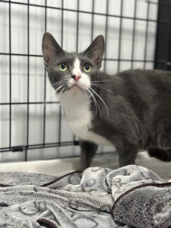 Enlarge Cannes, a Adoptable mixed breed in Hamilton, ON image 2/2