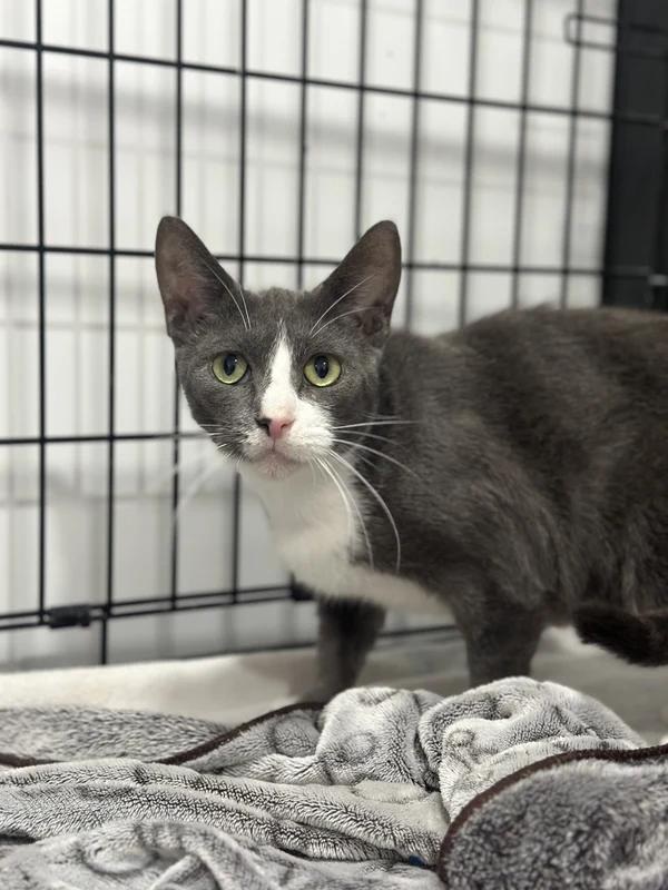 Cannes, Adoptable, Adult Female Domestic Short Hair.