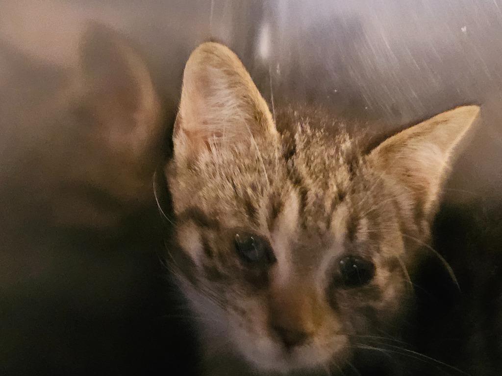 Blaire, Adoptable, Kitten Female Domestic Short Hair.