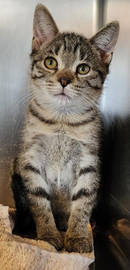 Enlarge Blaire, a Adoptable mixed breed in Port Jervis, NY image 2/2