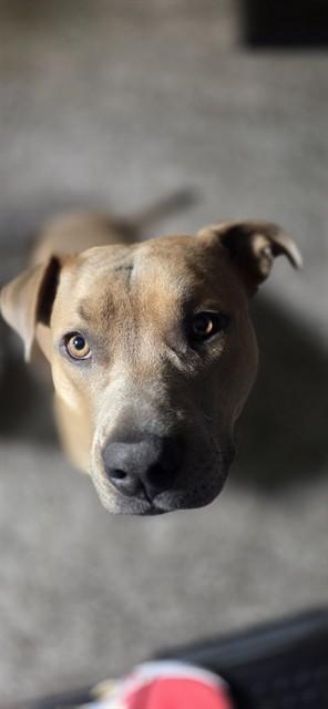 Enlarge OLLIE, a Adoptable mixed breed in Albuquerque, NM image 1/1
