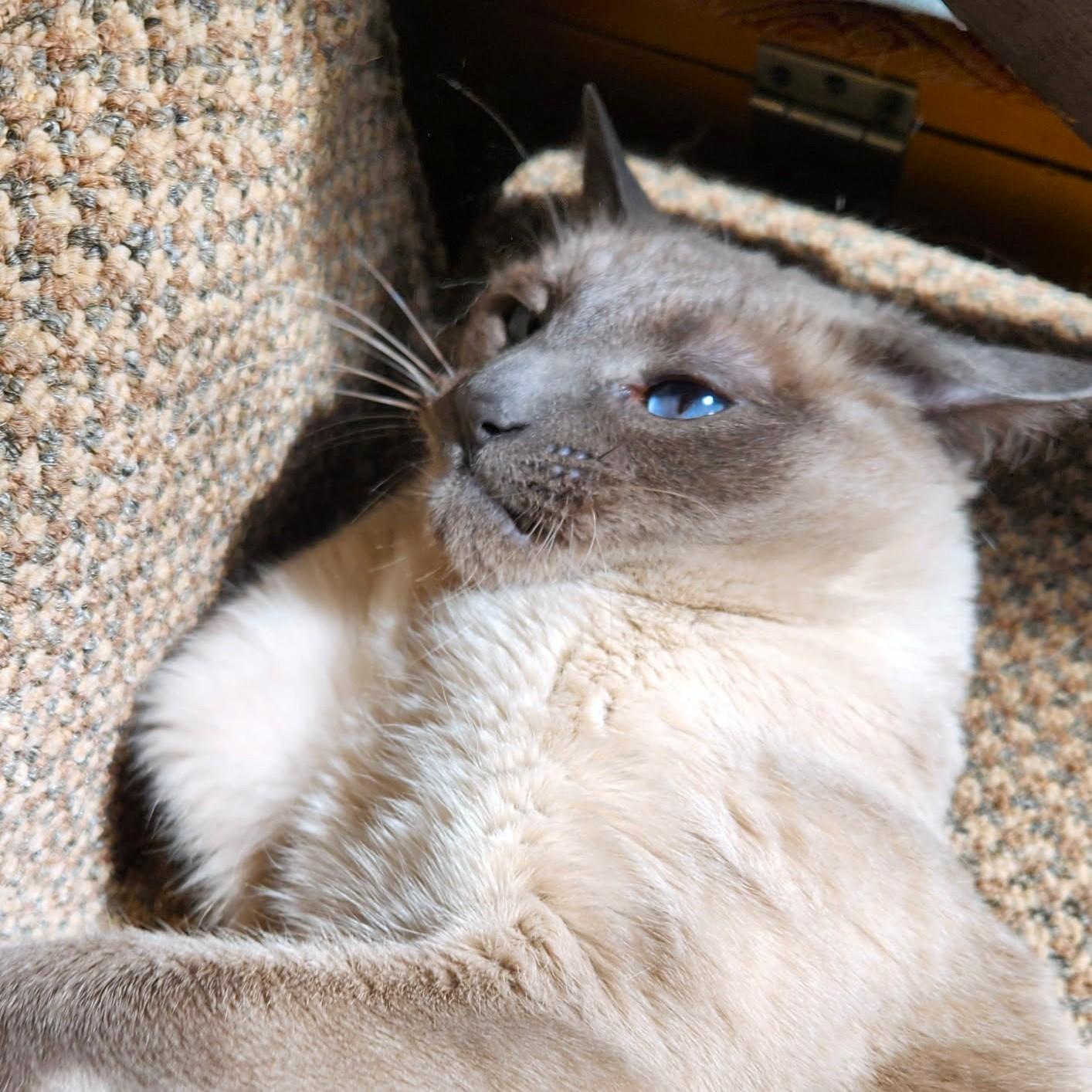 Enlarge BEEBS - BIG, BEAUTIFUL, BLUE POINT, an adopted Siamese in Danbury, CT image 4/4