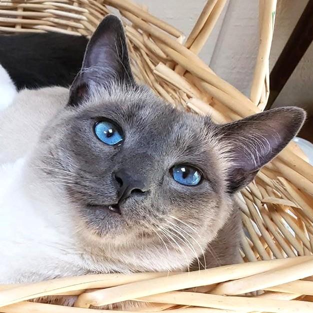 Enlarge BEEBS - BIG, BEAUTIFUL, BLUE POINT, an adopted Siamese in Danbury, CT image 1/4