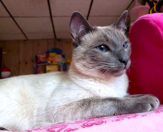Enlarge BEEBS - BIG, BEAUTIFUL, BLUE POINT, an adopted Siamese in Danbury, CT image 3/4