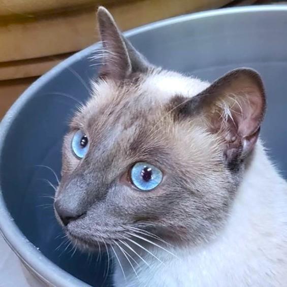 Enlarge BEEBS - BIG, BEAUTIFUL, BLUE POINT, an adopted Siamese in Danbury, CT image 2/4