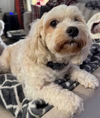 GUS, ADOPTABLE, Adult Male Bichon Frise & Cavalier King Charles Spaniel.