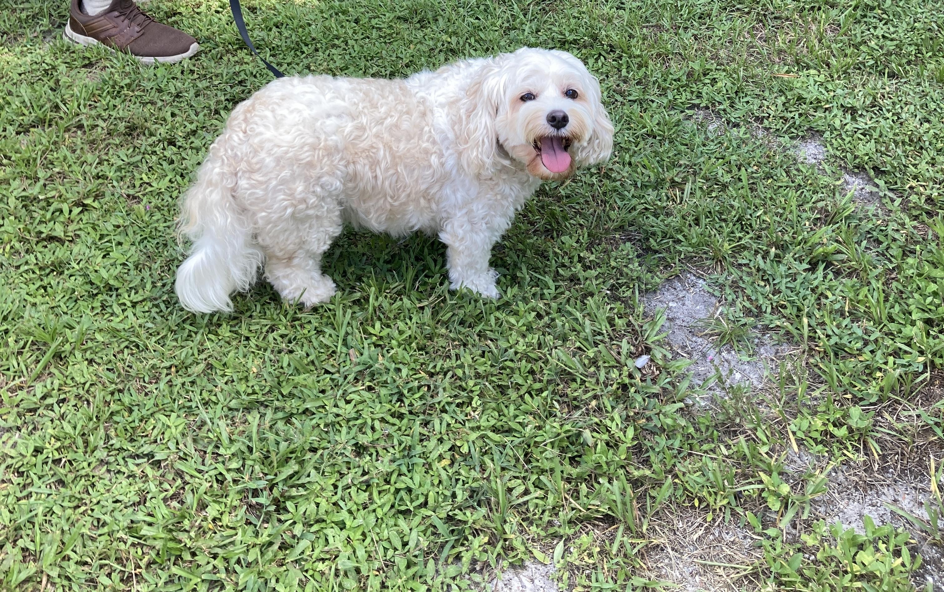 Enlarge GUS, a ADOPTABLE mixed breed in Melbourne, FL image 2/2