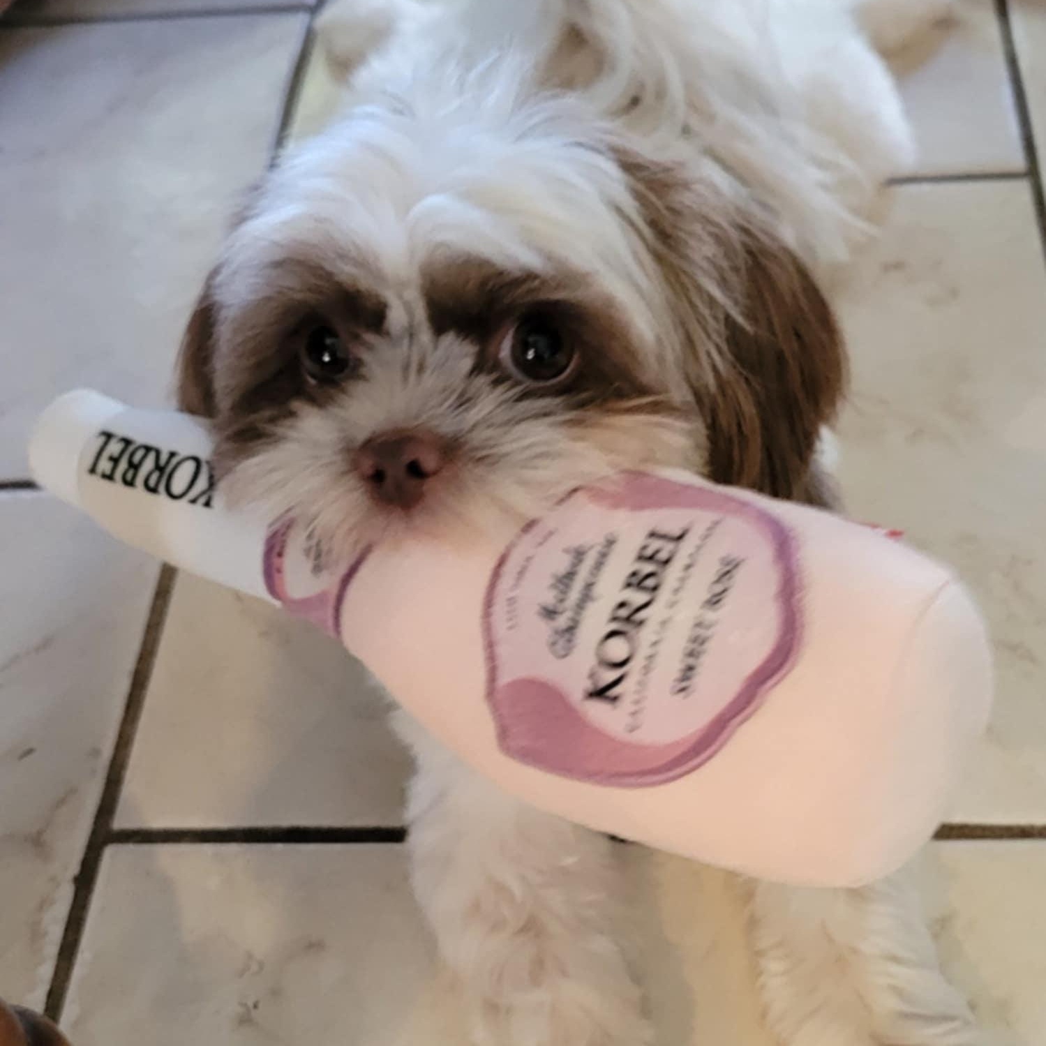 Khari, Adopted, Young Female Shih Tzu.