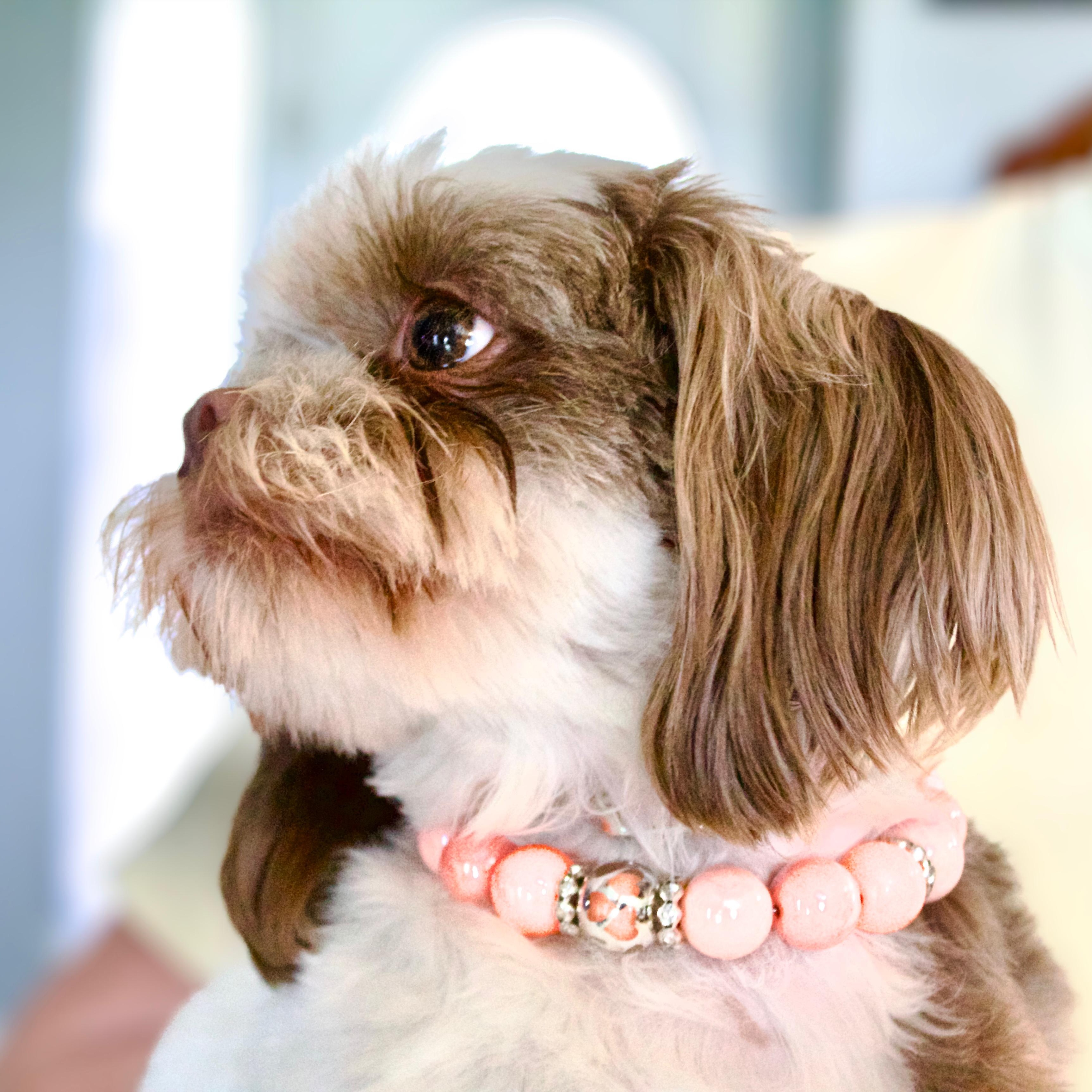 Enlarge Khari, a Adopted Shih Tzu in Collinsville, OK image 2/5