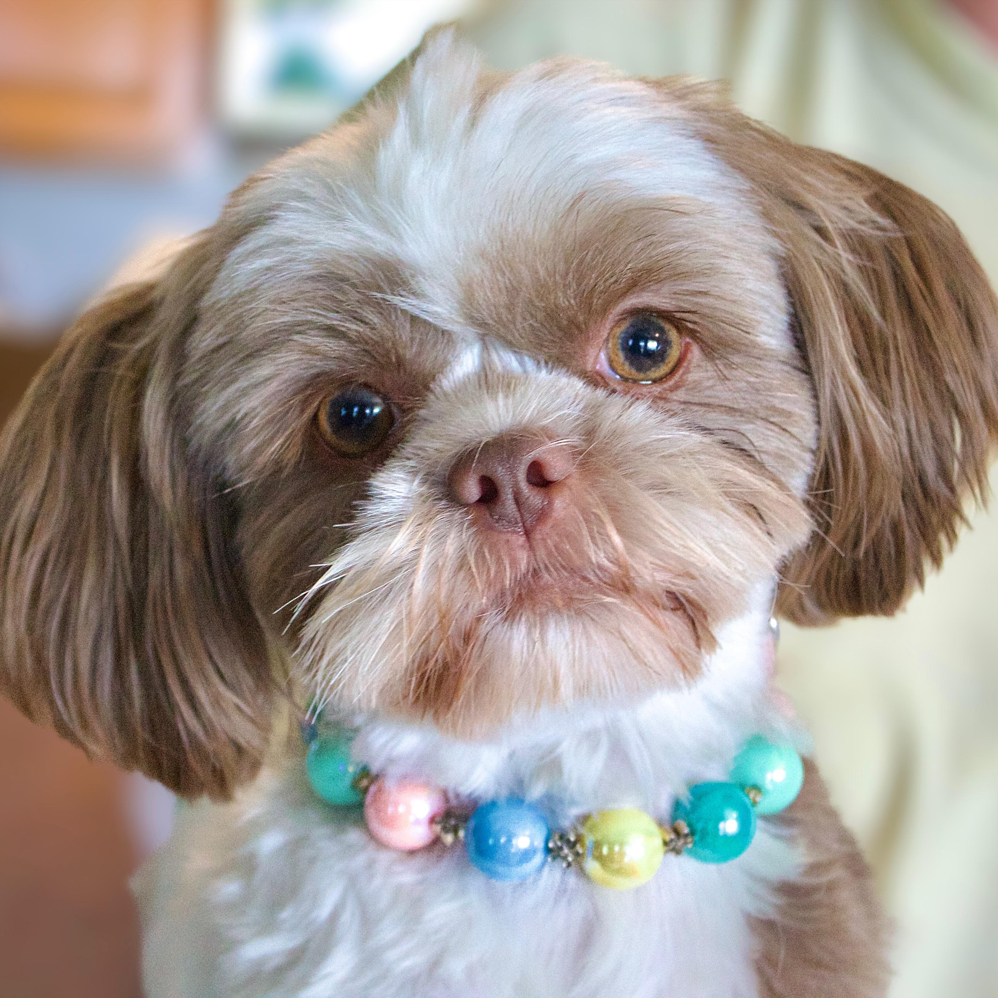 Enlarge Khari, a Adopted Shih Tzu in Collinsville, OK image 3/5