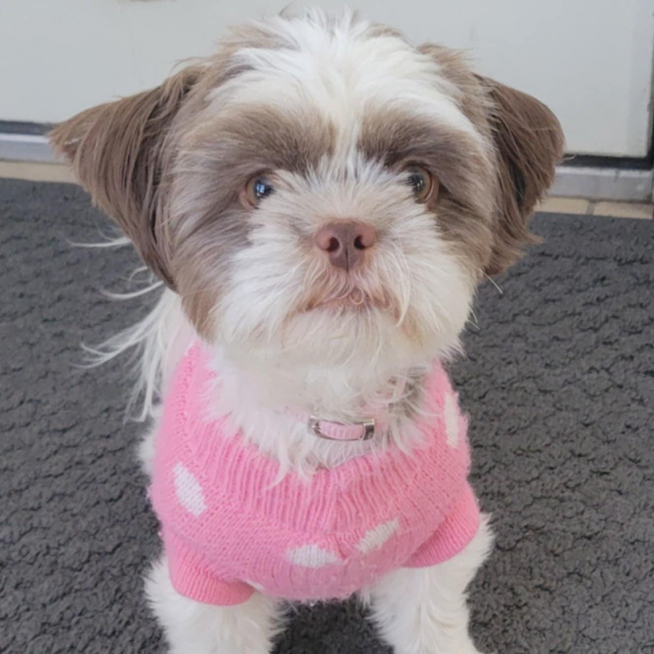 Enlarge Khari, a Adopted Shih Tzu in Collinsville, OK image 4/5