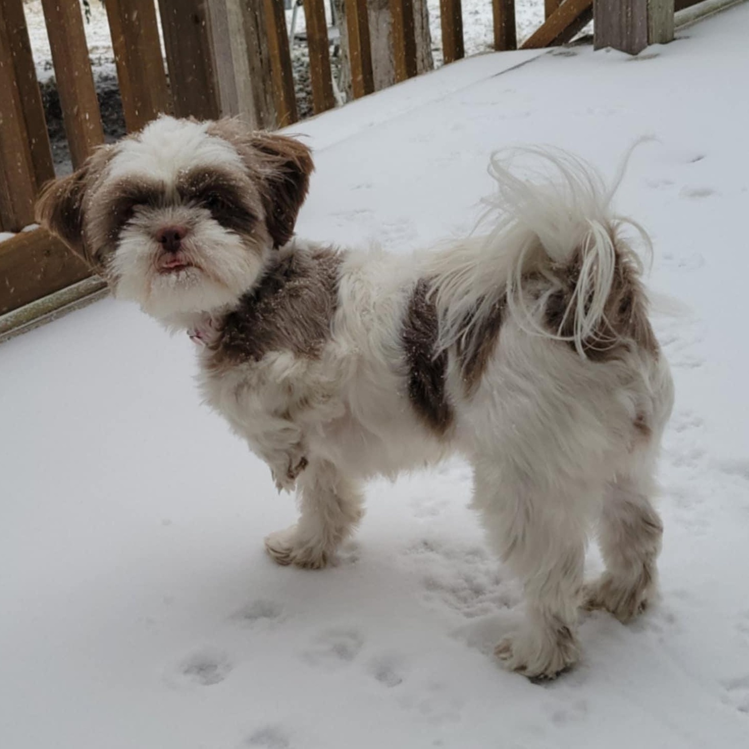 Enlarge Khari, a Adopted Shih Tzu in Collinsville, OK image 5/5
