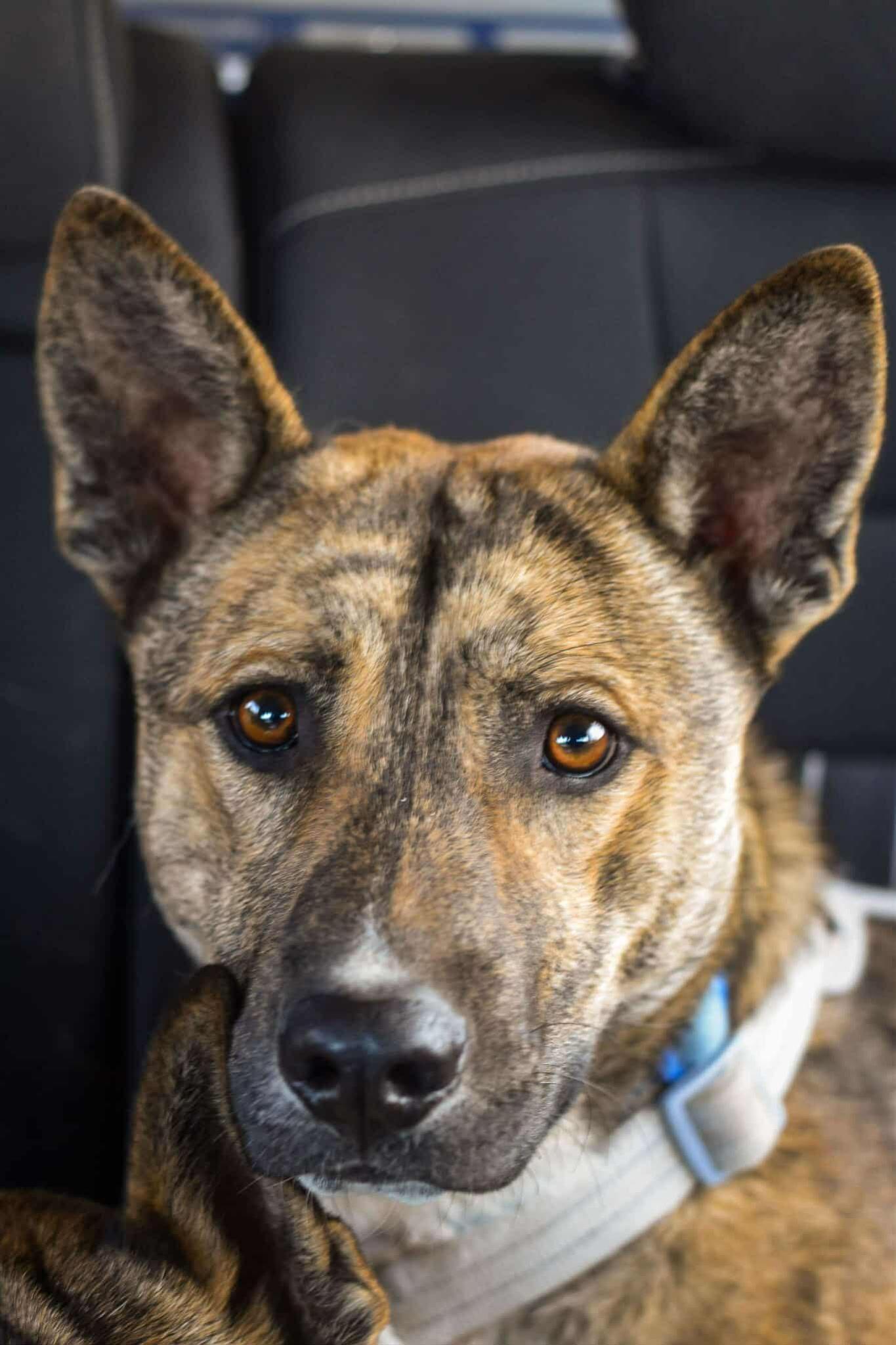 Lol-P-27 Wylie, adoptable, Young Male German Shepherd Dog.