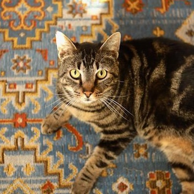 Zeus, ADOPTABLE, Adult Male Domestic Short Hair.