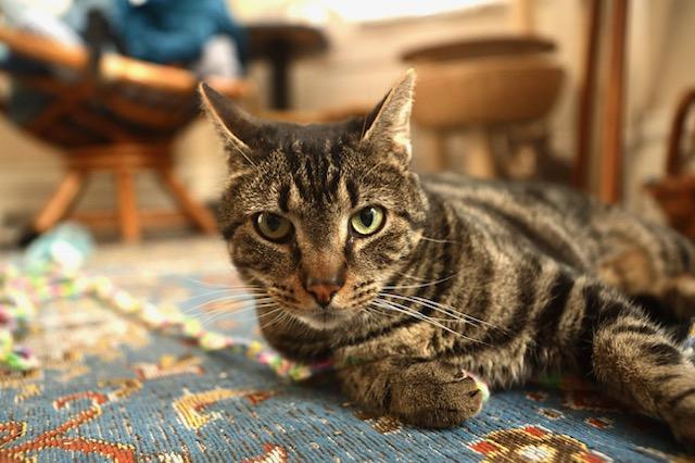 Zeus, a ADOPTABLE mixed breed in Pittsburgh, PA image 6/6