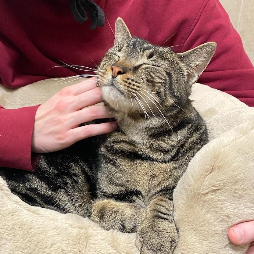 Zeus, a ADOPTABLE mixed breed in Pittsburgh, PA image 2/6