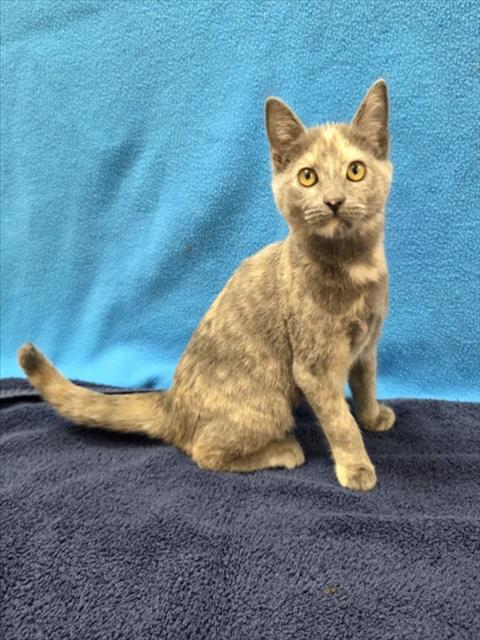 Enlarge JOSIE, a Adoptable Domestic Short Hair in Norco, CA image 1/1