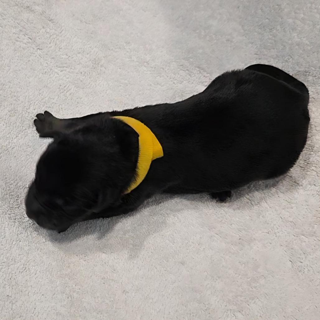 Puppy 5, Adoptable, Puppy Male Australian Kelpie & Mixed Breed.