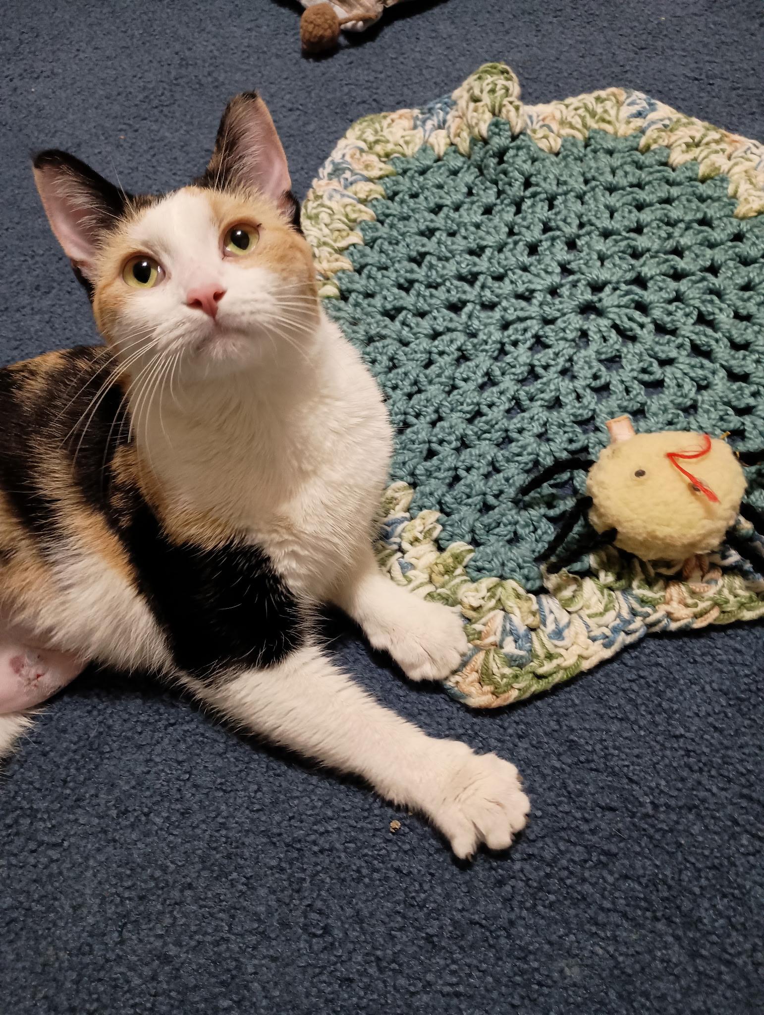 Enlarge Pookie, a ADOPTABLE Calico in Mentor, OH image 3/4